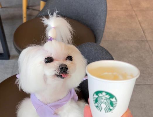 以马尔济斯犬不能吃的食物（了解宠物健康的关键，以马尔济斯犬主人必读）