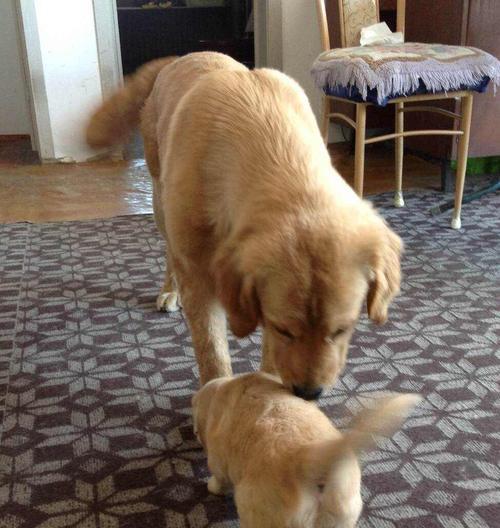金毛犬生长阶段如何养护（从幼犬到成年，用爱呵护每个成长阶段）