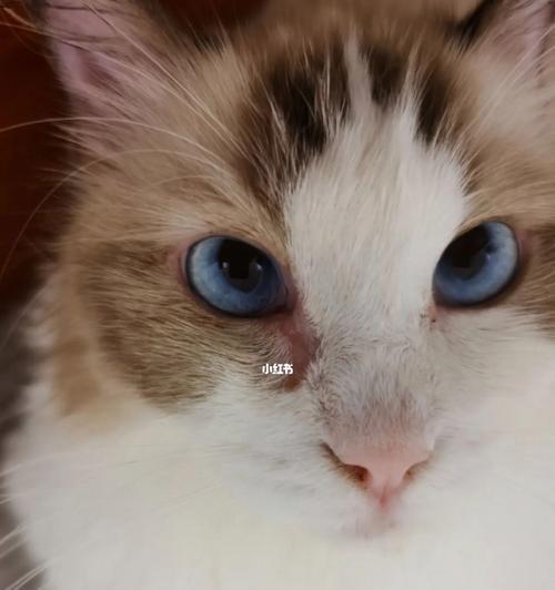 美短猫眼睛有眼屎，可能是因为这些原因！（探究美短猫眼屎问题的来源及解决方法）