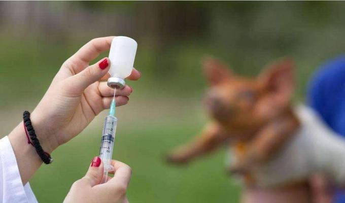 宠物狗需要定期接种疫苗保健健康（为什么狗狗需要注射疫苗？疫苗接种的注意事项和好处）