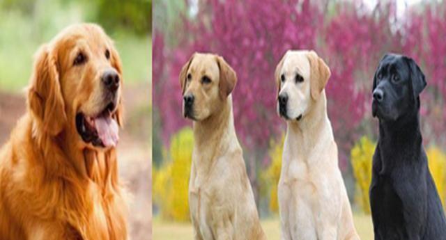 拉布拉多犬的历史与成为宠物的演变（从水猎犬到家庭宠物的发展历程）