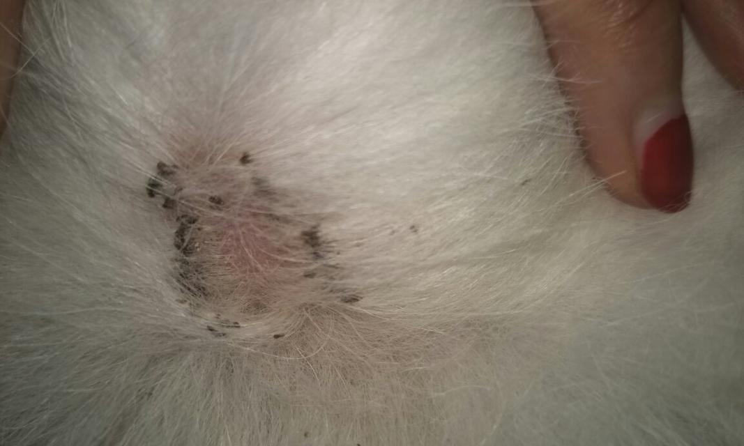 宠物狗皮肤病防治指南（如何让你的宠物狗远离皮肤病）