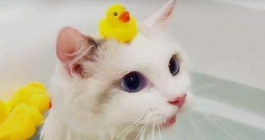 宠物猫咪洗澡必要性剖析（如何正确给猫咪洗澡，避免伤害）