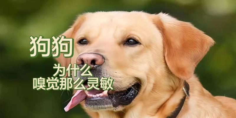提升宠物狗狗嗅觉能力的有效锻炼方法（从日常生活中开始，让狗狗成为嗅觉高手）