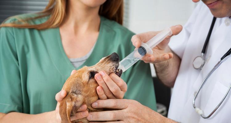 如何治愈宠物细小病毒感染？（犬得了细小病毒能治好吗？）