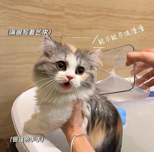 如何给怕水的猫咪洗澡？（宠物护理）