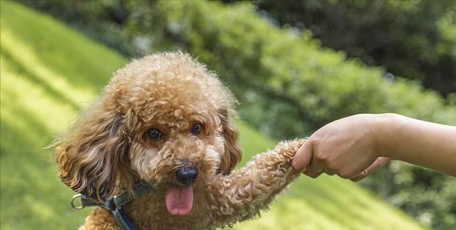 如何判断贵宾犬是否健康（了解贵宾犬健康指标，轻松掌握身体状况）