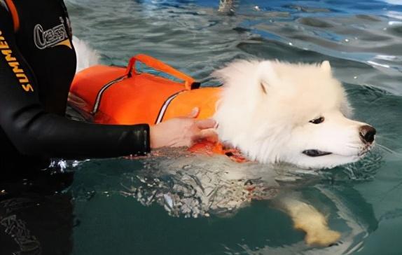 如何让宠物狗狗爱上游泳？（宠物游泳技巧分享，让你的狗狗成为游泳高手！）