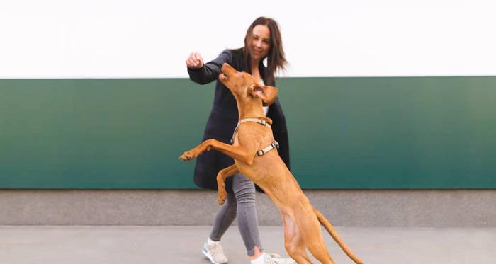 如何训练你的狗狗正确跳跃（打造健康、快乐、自信的宠物生活）