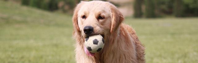 如何训练金毛犬不惧雷声（宠物狗狗的心理调适和训练技巧，帮助金毛犬克服恐惧）