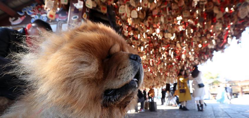 探究松狮犬牙齿的独特之处（了解这些特征，让你更爱你的松狮宠物）