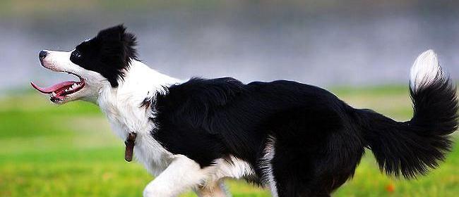 苏格兰牧羊犬的饮食习惯（能否让它们吃水果？）