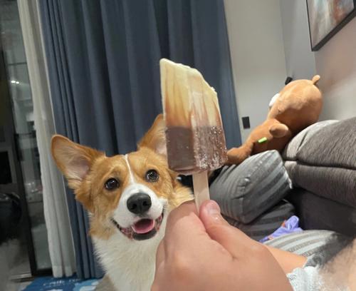 宠物狗狗也能吃冰淇淋？（了解这些安全又健康的冰淇淋品牌，让你的狗狗享受夏日清凉）