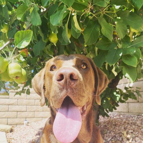 夏天狗狗可以吃水果吗？（宠物的健康饮食有哪些要求？）
