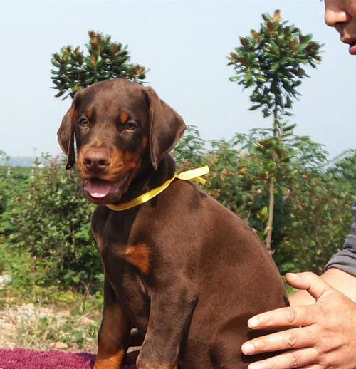 挑食可能导致杜宾犬的健康危险（挑食行为对杜宾犬的影响以及如何解决挑食问题）