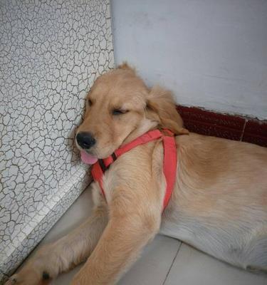 为什么狗狗睡觉会打呼噜？（探究狗狗打呼噜的原因、危害及解决方法）