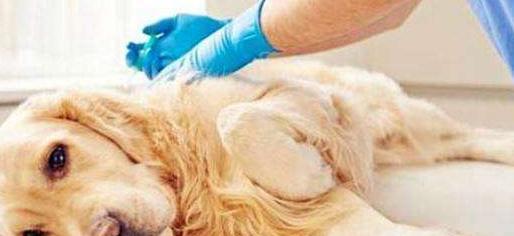 给小狗狗打疫苗的必要性（保护宠物健康，预防疾病传染）