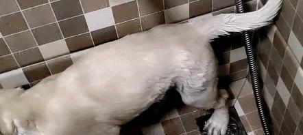 为什么狗狗不爱洗澡？（探究狗狗对洗澡的心理和生理原因）