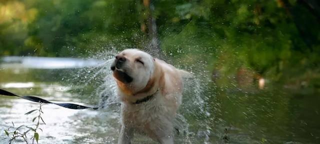 夏季狗狗洗澡必知的注意事项（让你的宠物清爽健康度过炎炎夏日）
