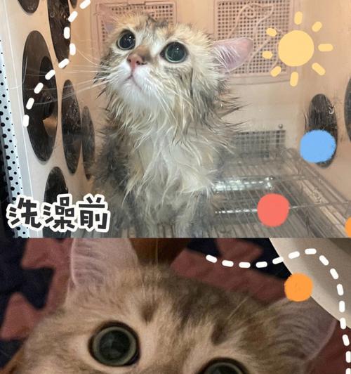 夏季宠物猫咪洗澡注意事项（如何在夏天为猫咪洗澡？）