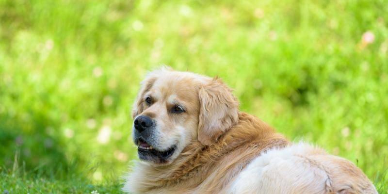 夏季金毛狗狗养护指南（让你的宠物在炎热的夏季健康成长）