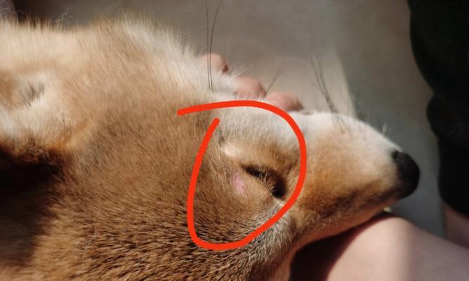 夏日宠物保健指南——如何抵御狗狗皮肤病（从日常护理到药物治疗，多角度呵护宠物健康）