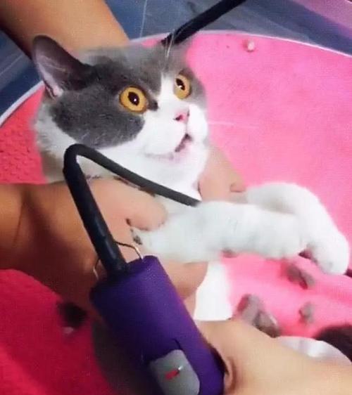 夏季猫咪护理指南（为何不需要给猫咪剃毛？）