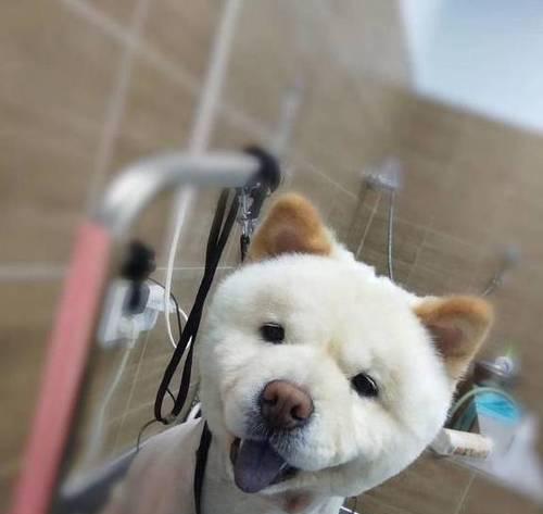 小松狮犬洗澡的注意事项（让你的宠物健康洁净）