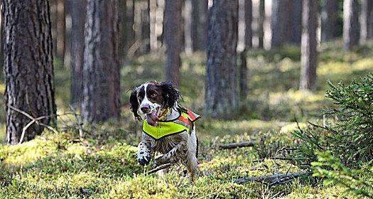 英国史宾格犬的随行训练（为宠物出行保驾护航，掌握这些技巧你也行！）