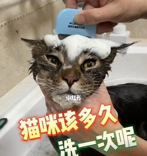 选择合适的猫咪洗澡用品（了解猫咪洗澡的注意事项，选择适合的洗澡用品）