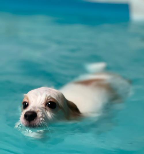 如何护理游完泳的宠物狗（以游完泳的狗狗为主题，分享护理经验，让宠物更健康）