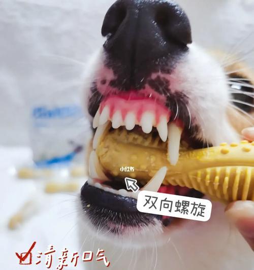 如何爱护宠物狗狗的牙齿健康（15种方法让你的狗狗的牙齿更加健康）