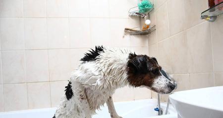 狗狗不能洗澡的情况（宠物健康需谨慎，关注狗狗禁洗情况）