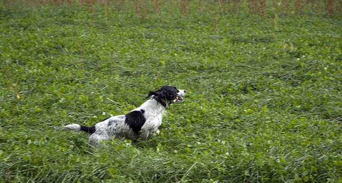 如何饲养健康快乐的英国史宾格犬（以宠物为主，掌握关键点，让你的史宾格犬幸福快乐）