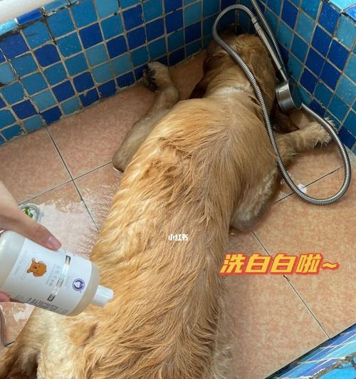 狗狗洗澡的重要性（为什么要定期给狗狗洗澡？）