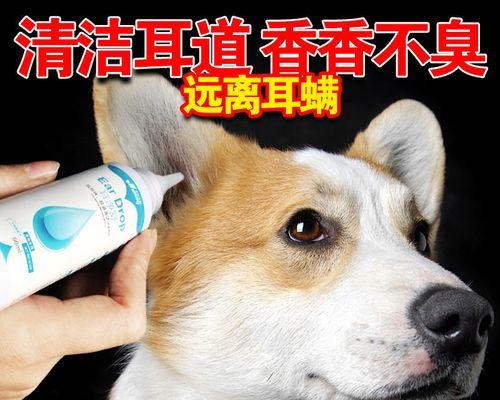 如何清理宠物狗的耳部卫生？（掌握正确方法，让宠物狗远离耳部疾病）