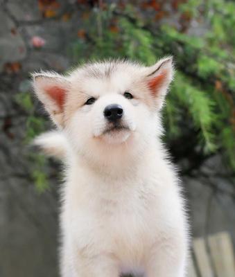 深入探索阿拉斯加雪橇犬的面部表情（揭开宠物世界中的沉默语言）