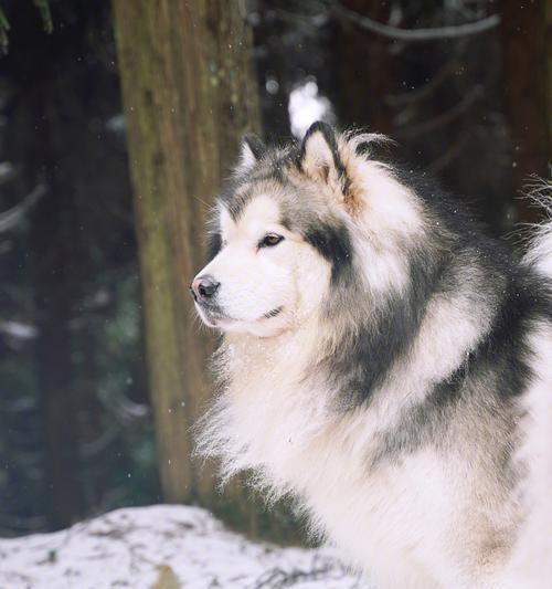 揭秘阿拉斯加雪橇犬的性格特点（以宠物为主，了解你的朋友需要知道的15个事实）