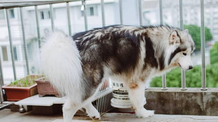 如何养护你的阿拉斯加雪橇犬（一份详细的养护指南）