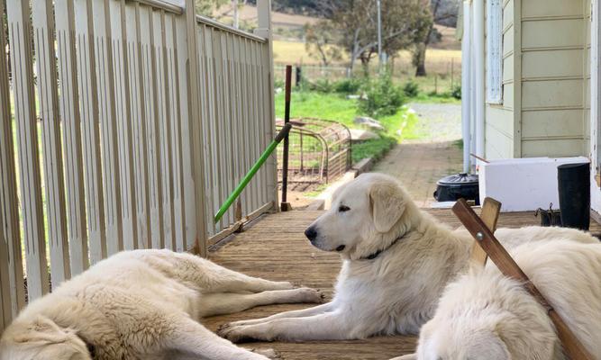 如何正确地护理澳洲牧羊犬毛发（宠物爱好者必看的澳洲牧羊犬日常毛发护理全指南）