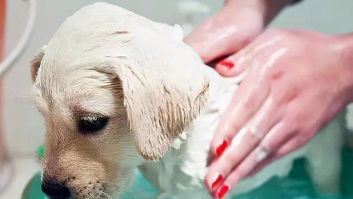 宠物狗洗澡注意事项（保证宠物健康干净的正确洗澡方法）