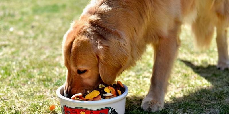 狗狗不能吃人类的饭菜！（以宠物为主，保障它们的健康）