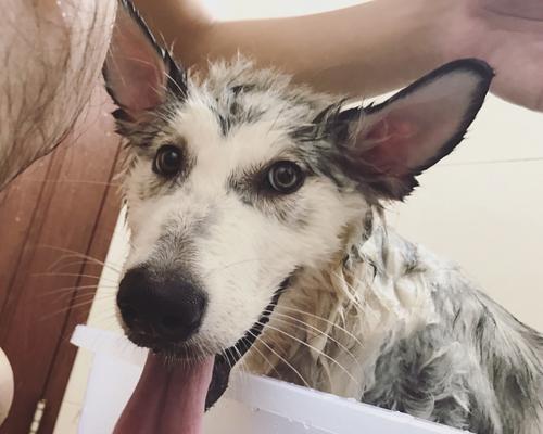 宠物狗狗在家洗澡指南（一步步教你如何给宠物狗狗洗澡，让爱宠更健康）