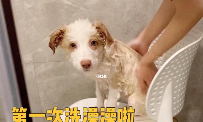 初次洗澡（宠物狗洗澡的注意事项和步骤）