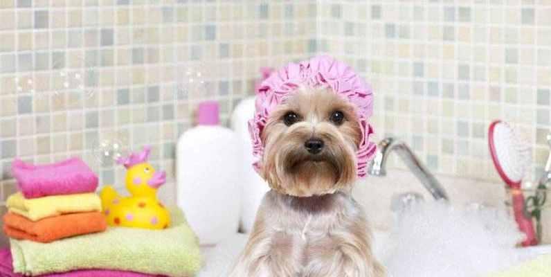 如何科学的给宠物狗洗澡？（春季狗狗洗澡注意事项）