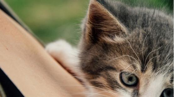 如何照顾新生小猫（养宠物必备，小猫护理指南）