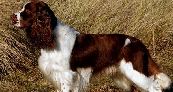 英国斯宾格猎犬的养护指南（轻松养一只英俊、活泼、可爱的斯宾格猎犬）