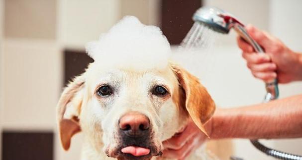 如何让宠物狗狗喜欢洗澡？（养成良好洗澡习惯，狗狗爱洗澡不再难）