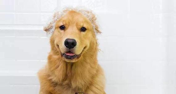 如何给幼犬洗澡？（小心操作，让幼犬更健康）