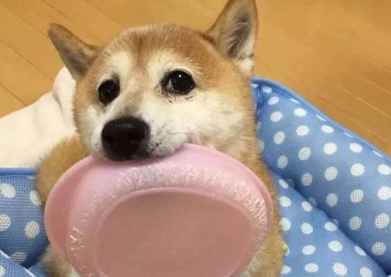 宠物健康饮食的重要性（幼犬每日两顿饭，远离饥饿与疾病）